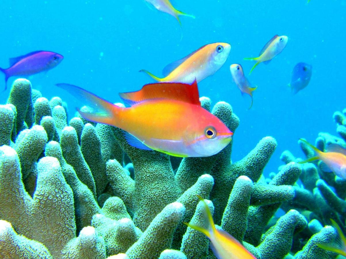 Marine Lodge Marea Ishigaki Ishigaki  Экстерьер фото